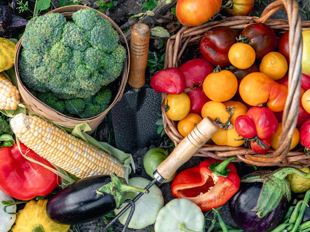 Vegetable