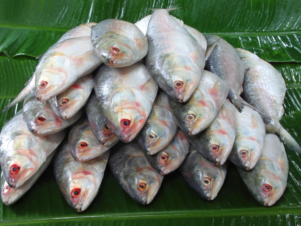 Fish